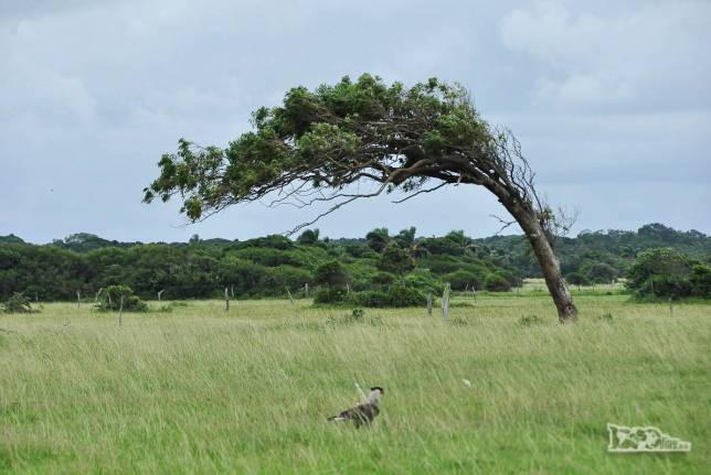 Efeito do vento constante nas árvores solitárias do Parque Nacional da Lagoa do Peixe, no sul do Rio Grande do Sul, entre a Lagoa dos Patos e o Oceano Atlântico